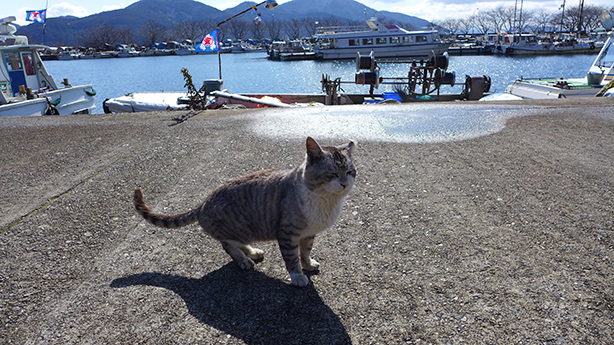 湖上の離島 琵琶湖の恵みを守る島レポ 湖上の隠れ家 沖島の過去 現在 未来 03 Ritokei 離島経済新聞