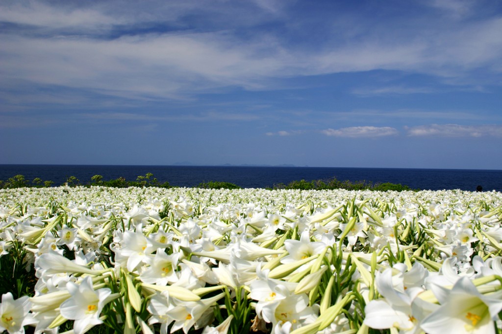 島news 伊江島に咲くユリの花酵母で造る泡盛 伊江の華 誕生 Ritokei 離島経済新聞
