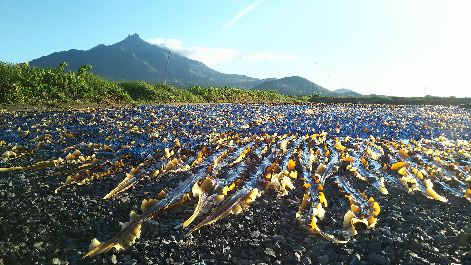 漁師になりたい が叶う利尻島 恵みの海で漁をして暮らす 島で働く 北海道利尻町 Vol 2 Ritokei 離島経済新聞