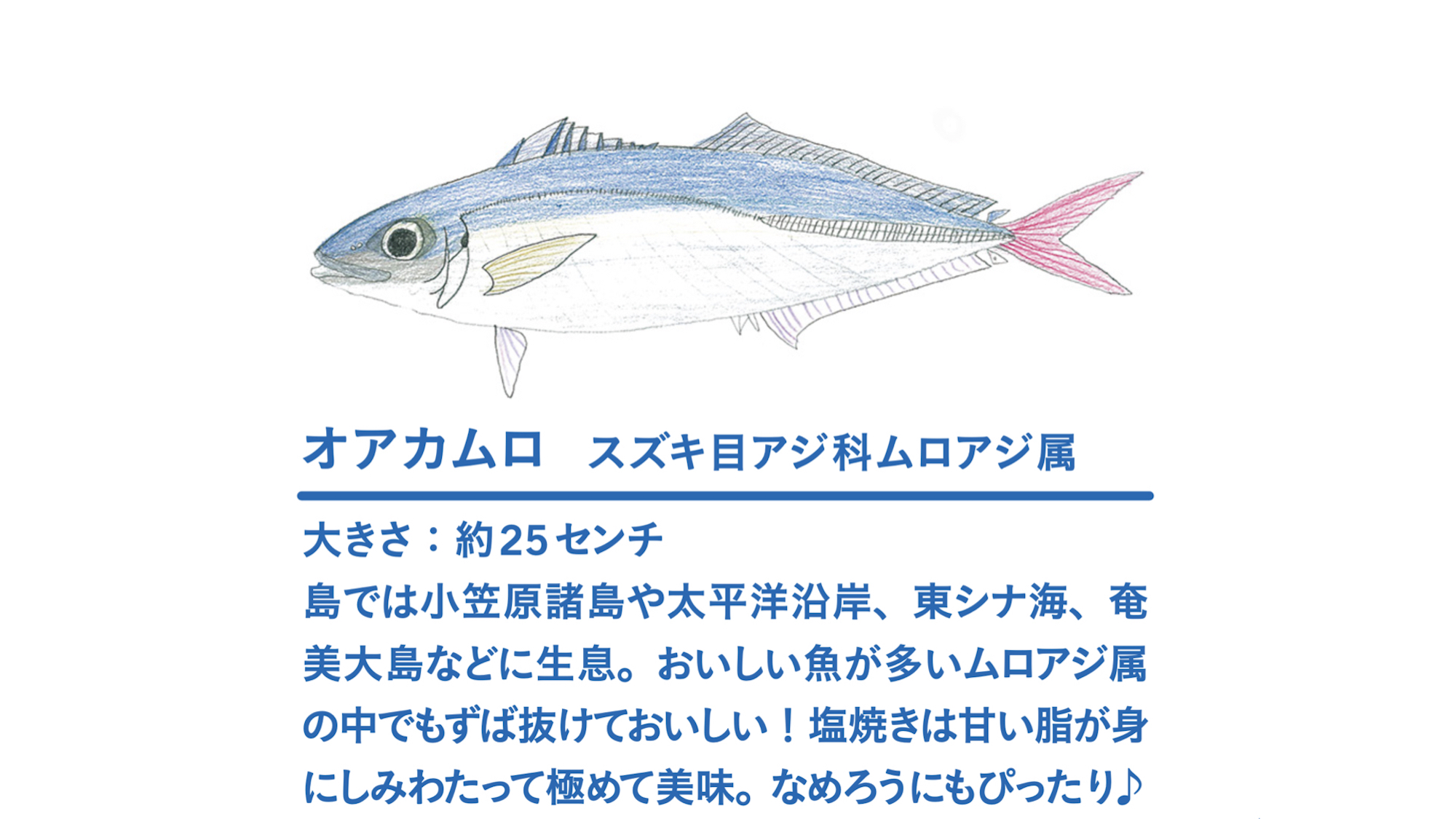 中学生さかな博士 伊藤柚貴くん 魚食はたのしい宝探し 魚を愛する人に聞く Part 1 特集 島の魚食図鑑 離島経済新聞