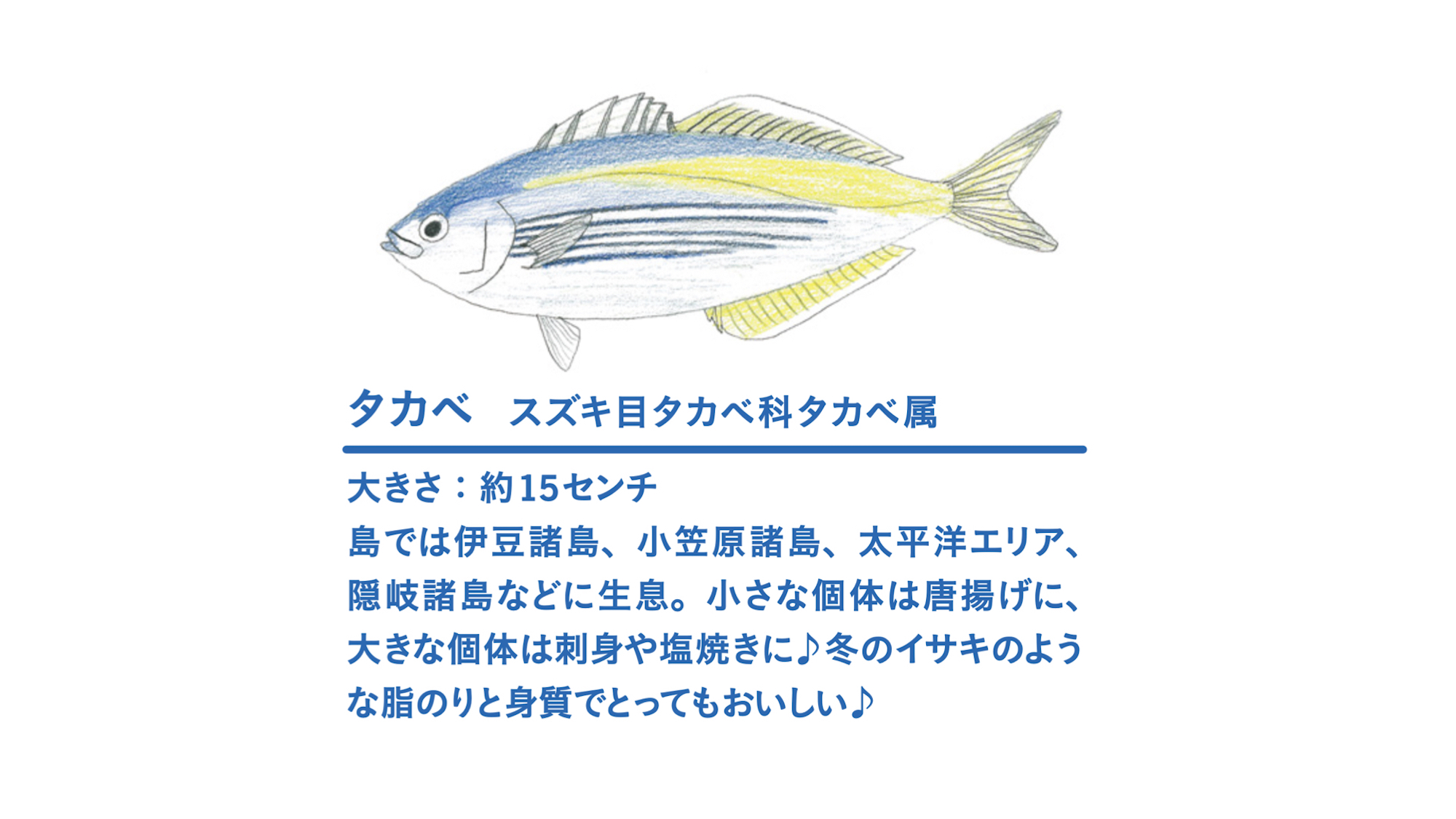 中学生さかな博士 伊藤柚貴くん 魚食はたのしい宝探し 魚を愛する人に聞く Part 1 特集 島の魚食図鑑 離島経済新聞