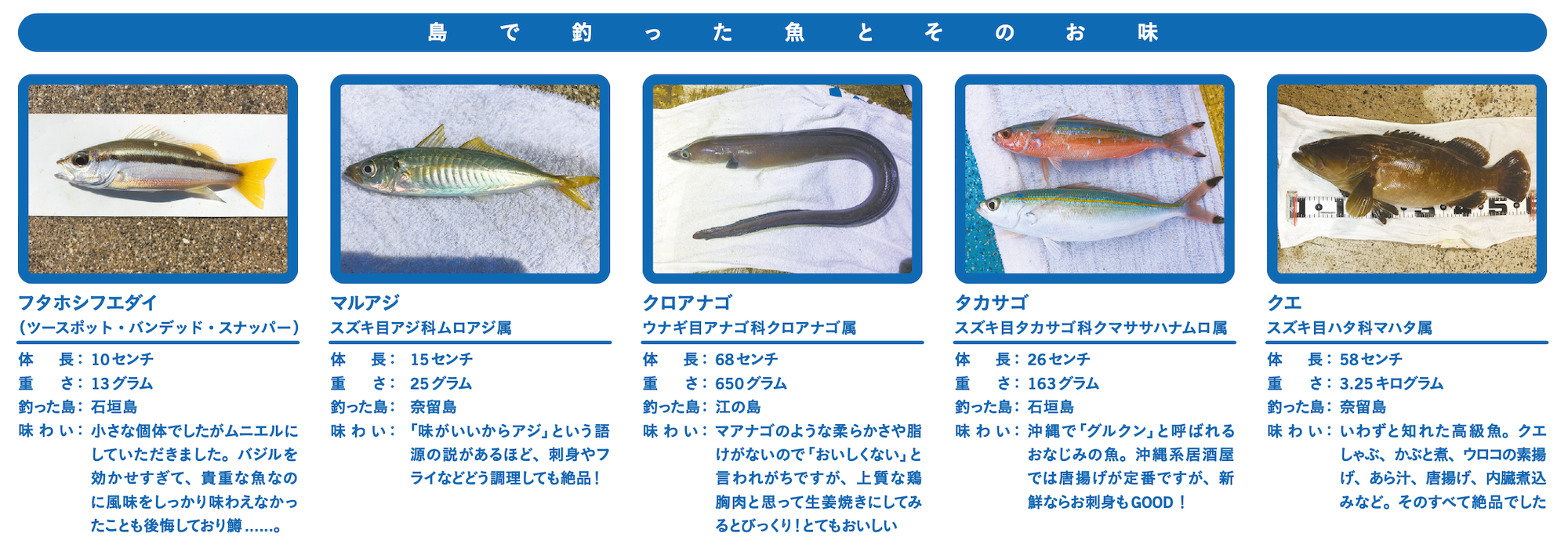 島で釣った魚とそのお味 Ritokei 離島経済新聞