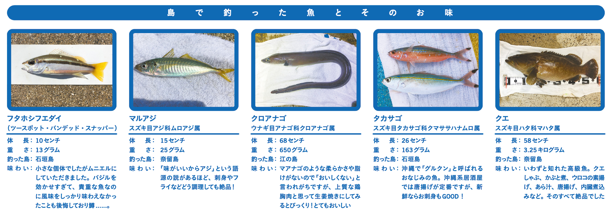 さかな芸人ハットリさん 島の魚おいシイラ 魚を愛する人に聞く Part 2 特集 島の魚食図鑑 離島経済新聞