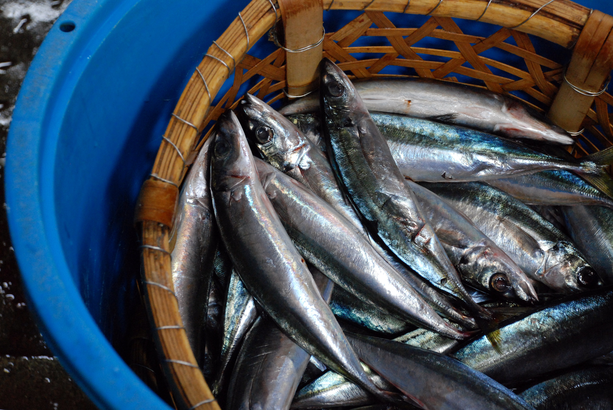 5つの離島エリアで現地取材 うちの島のおいしい魚食 伊豆諸島 特集 島の魚食図鑑 離島経済新聞