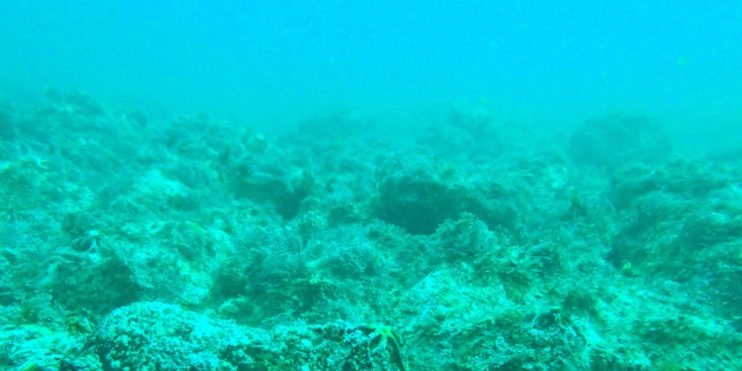 つくろう、島の未来|ritokei(離島経済新聞)