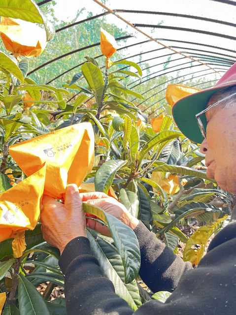 農業を営む大島の島人