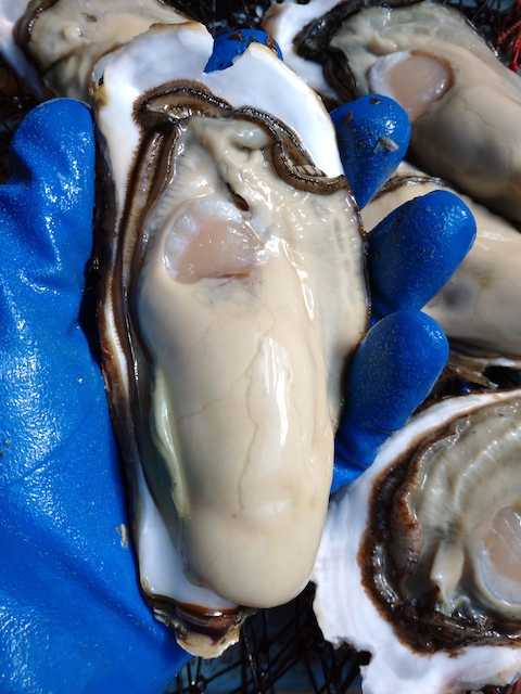 ヤマヨ水産の牡蠣
