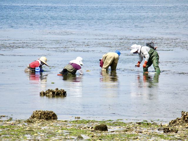 桂島の潮干狩り風景