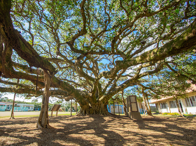 ガジュマルの大木