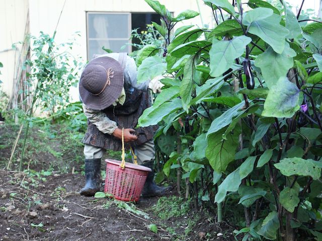 桂島で畑作業をするおばあちゃん